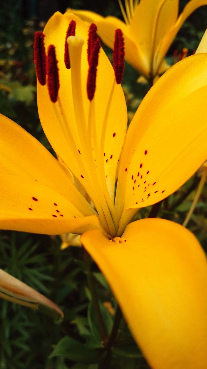 yellow
