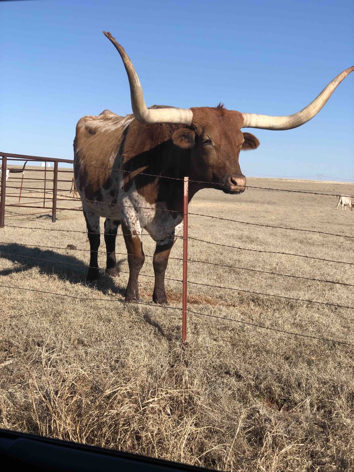 cow