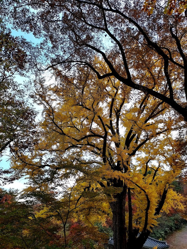 Autumn