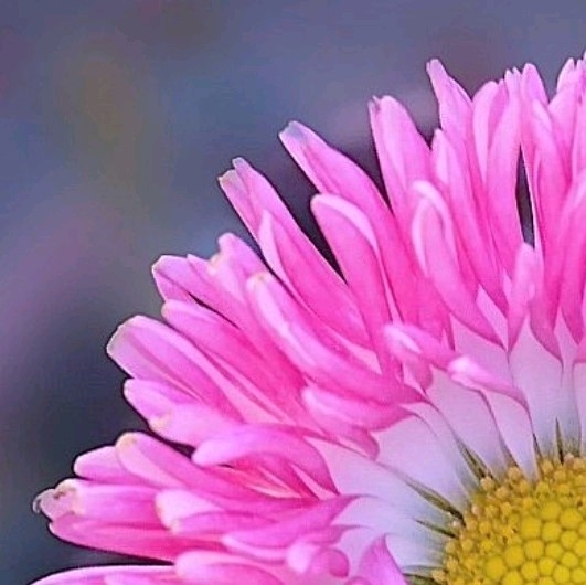 4x puzzle daisy