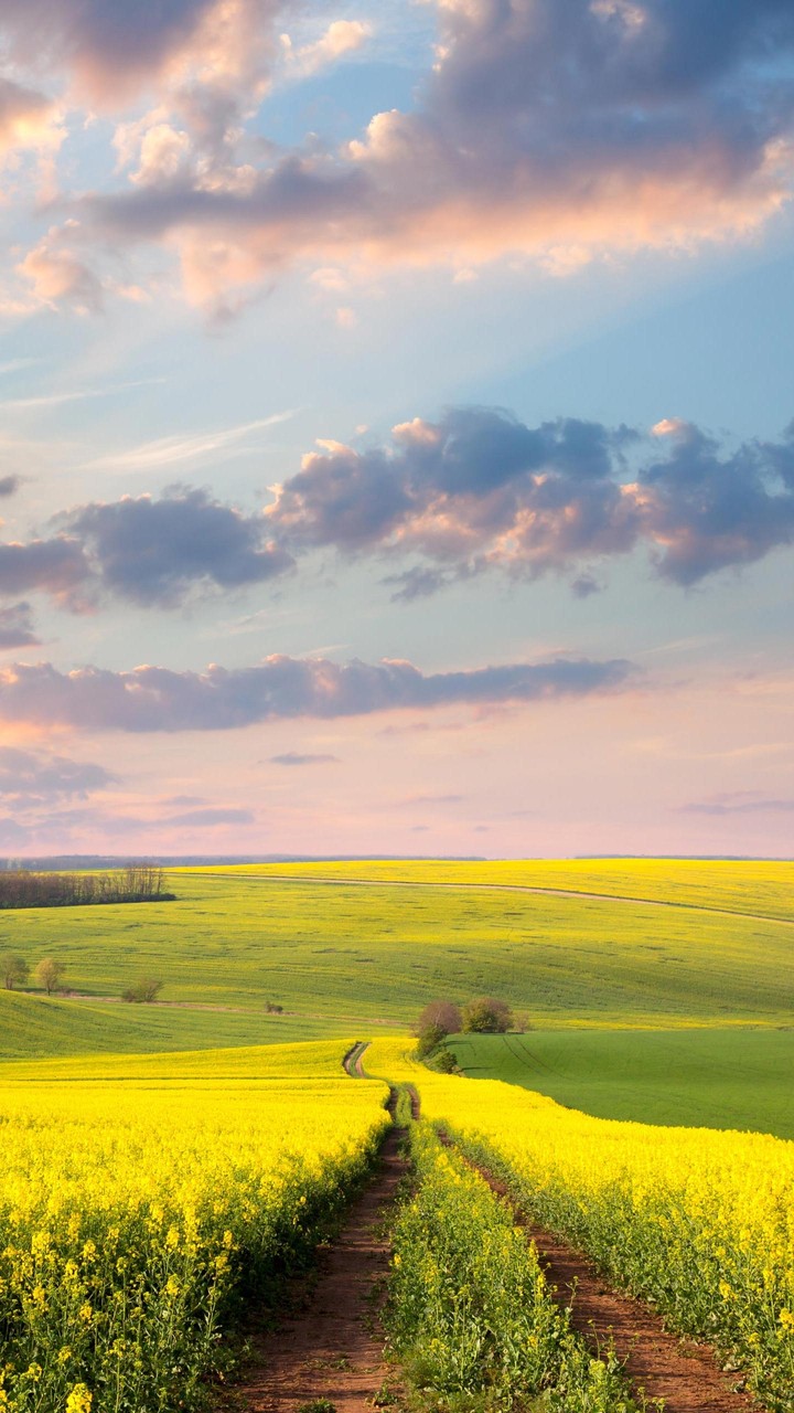 field