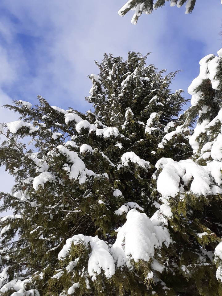 Fir tree with its white winter coat