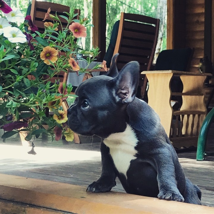 French bulldog puppy