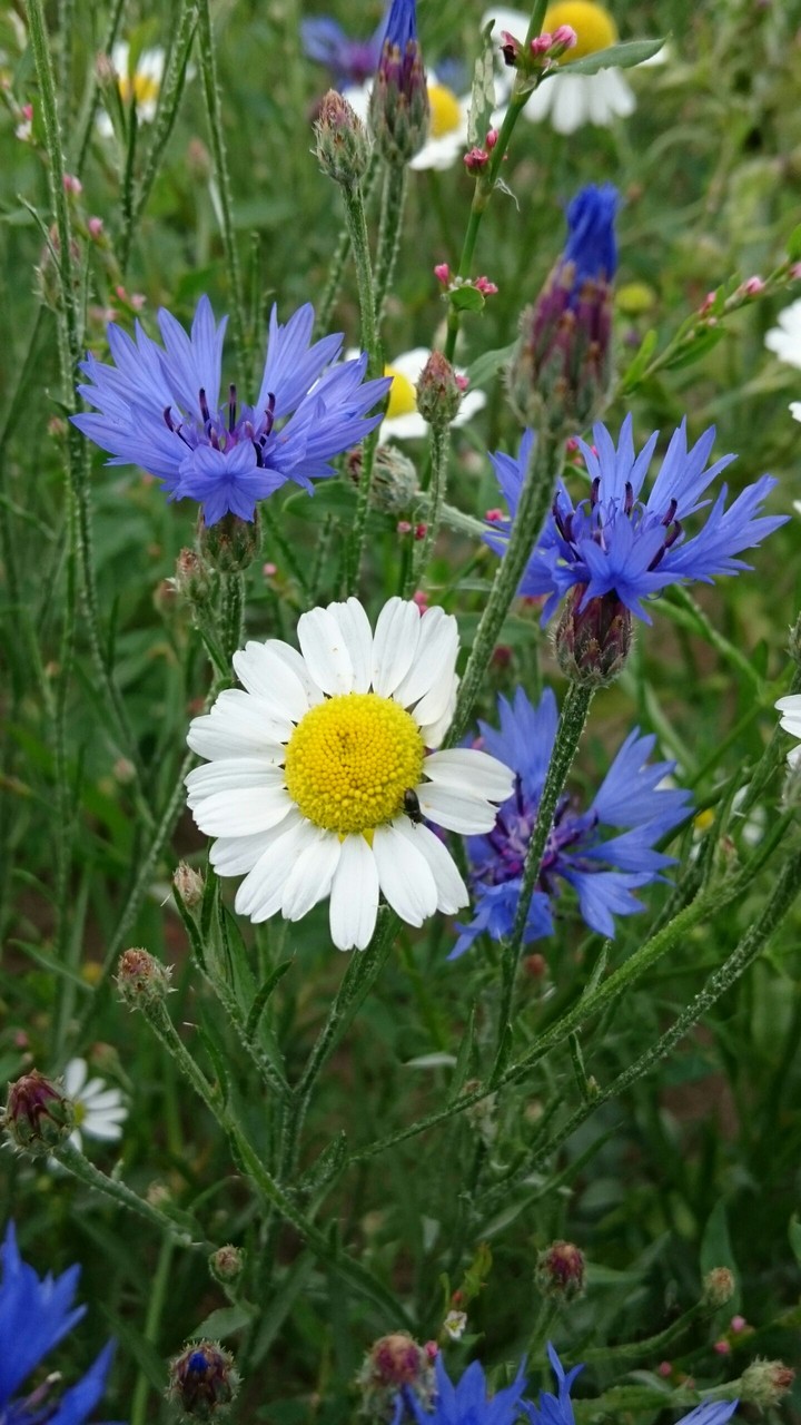 Kamillenblüten und Kornblumen