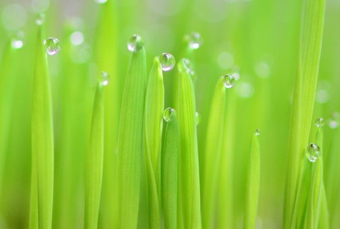 Dew