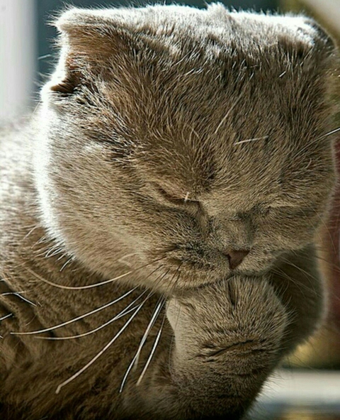 обои cat, nose
