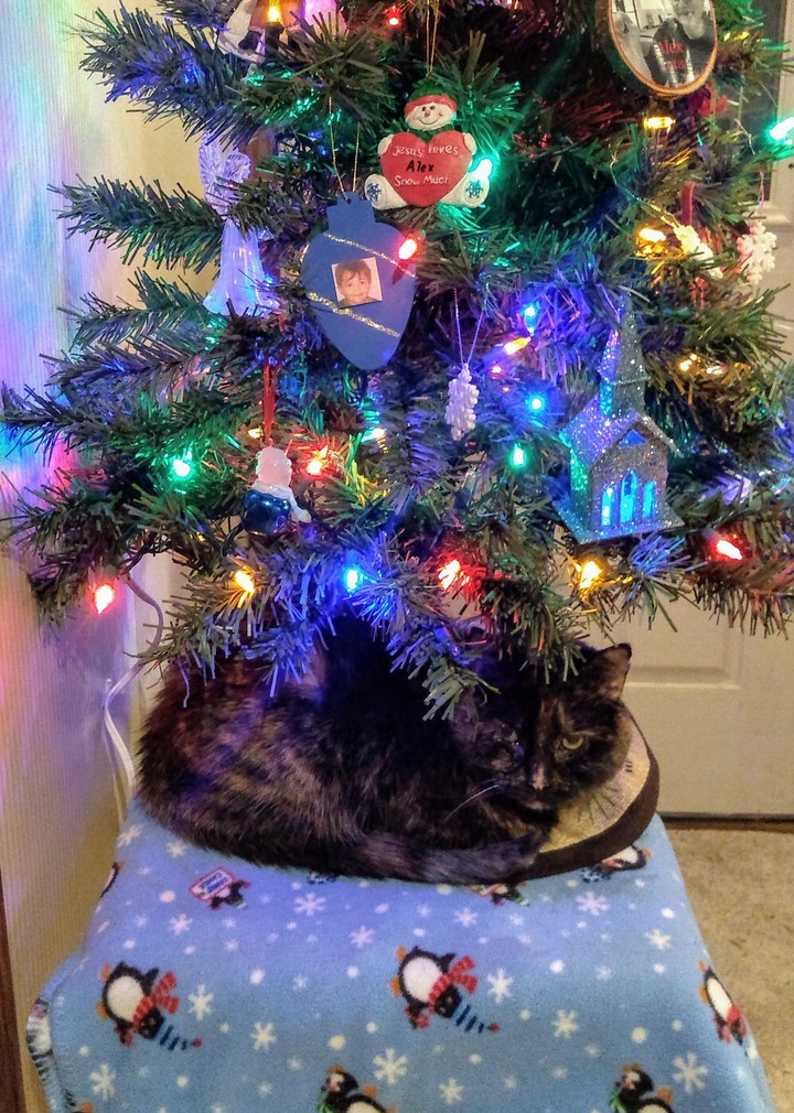Dippers tree