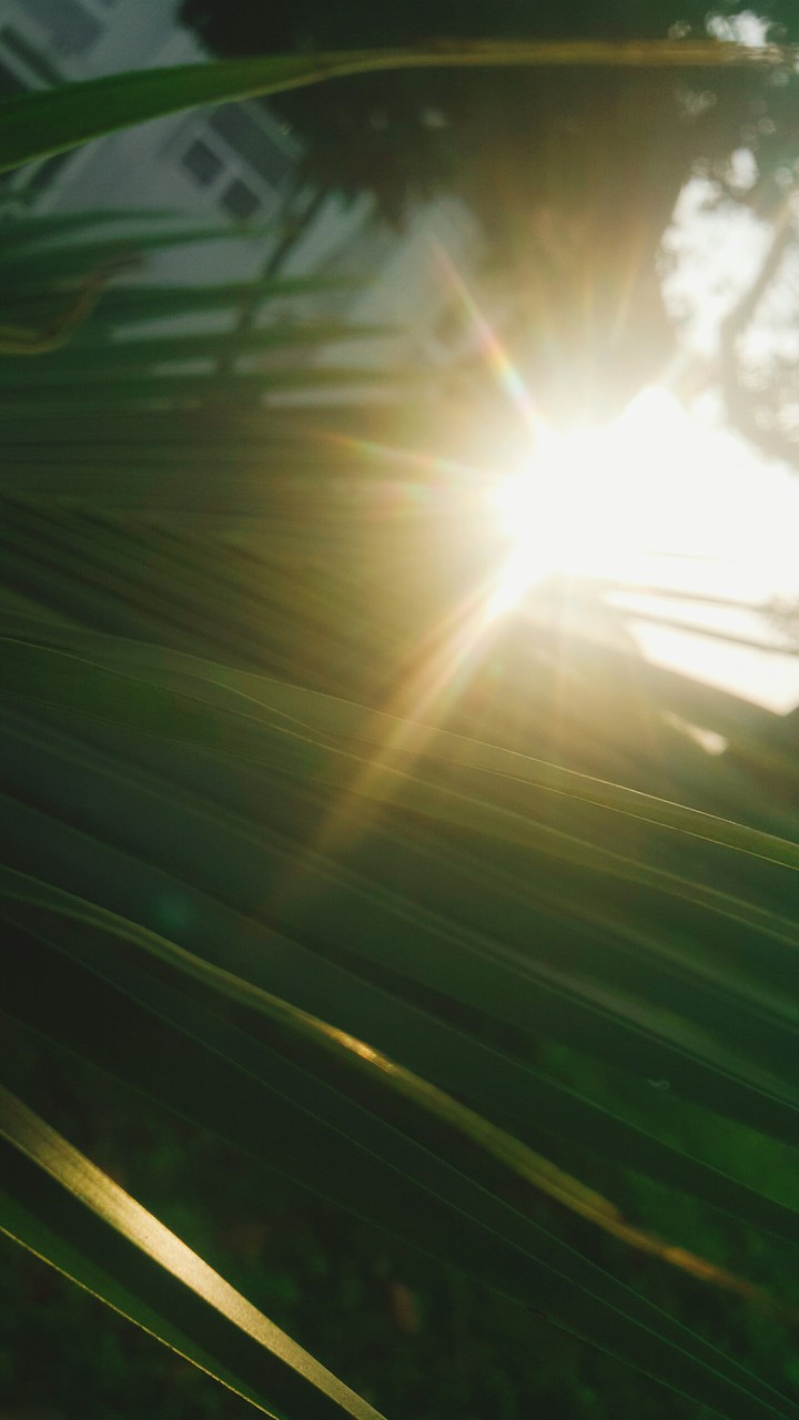 Sunset Light