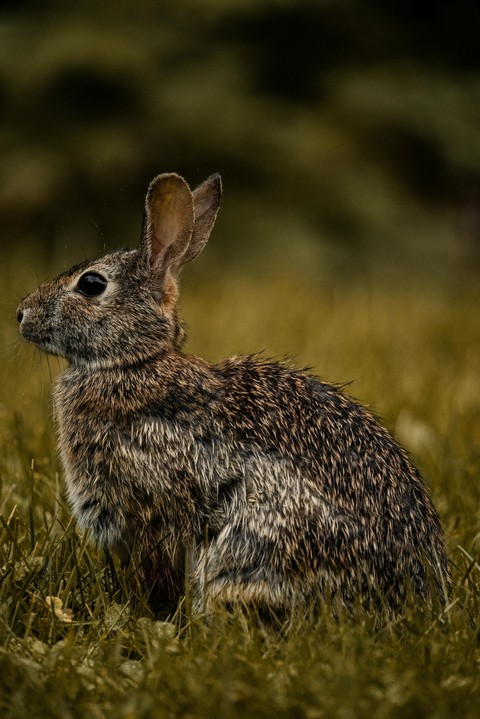 Hare, wildlife achtergronden