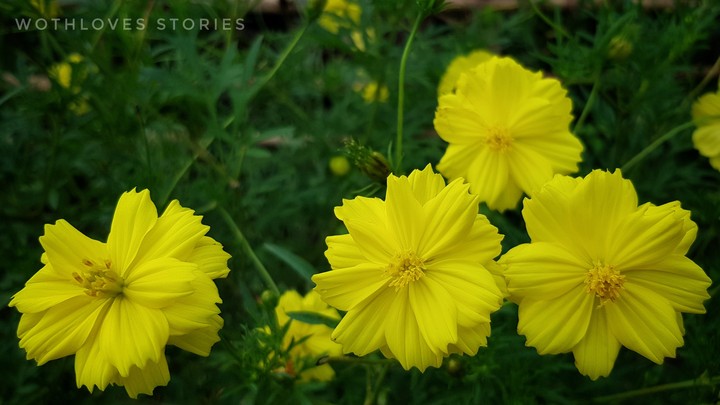 fresh yellow