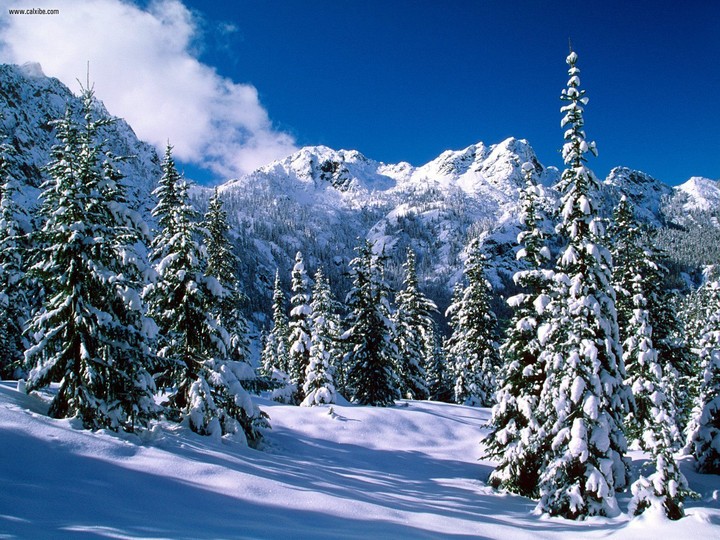 White trees