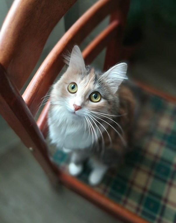 Кошка