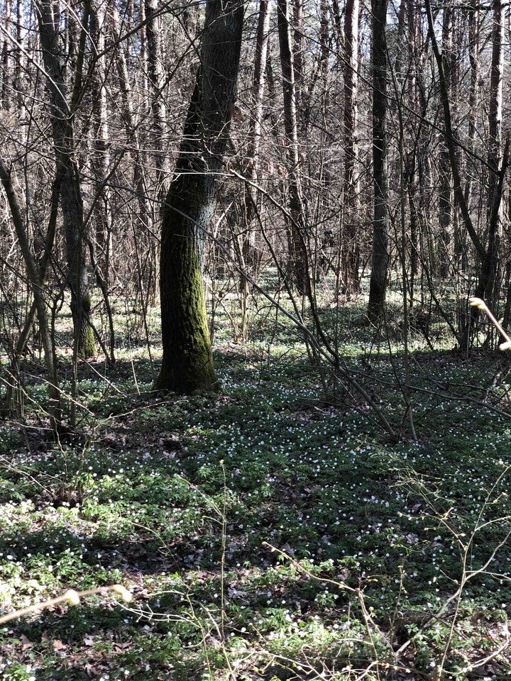 Spring forest