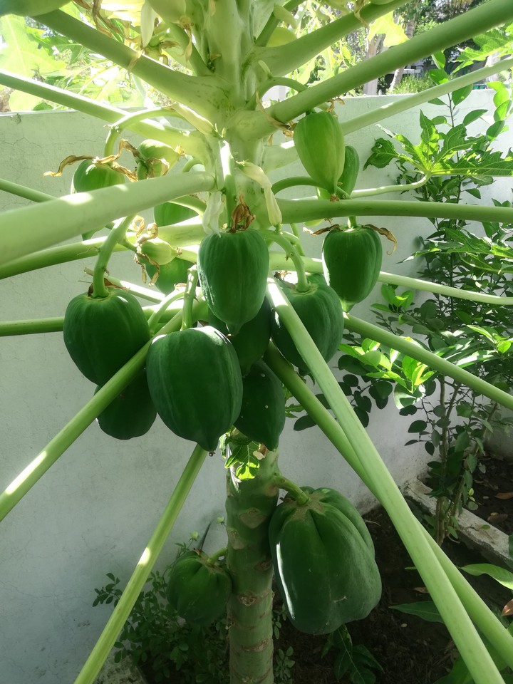 papayas