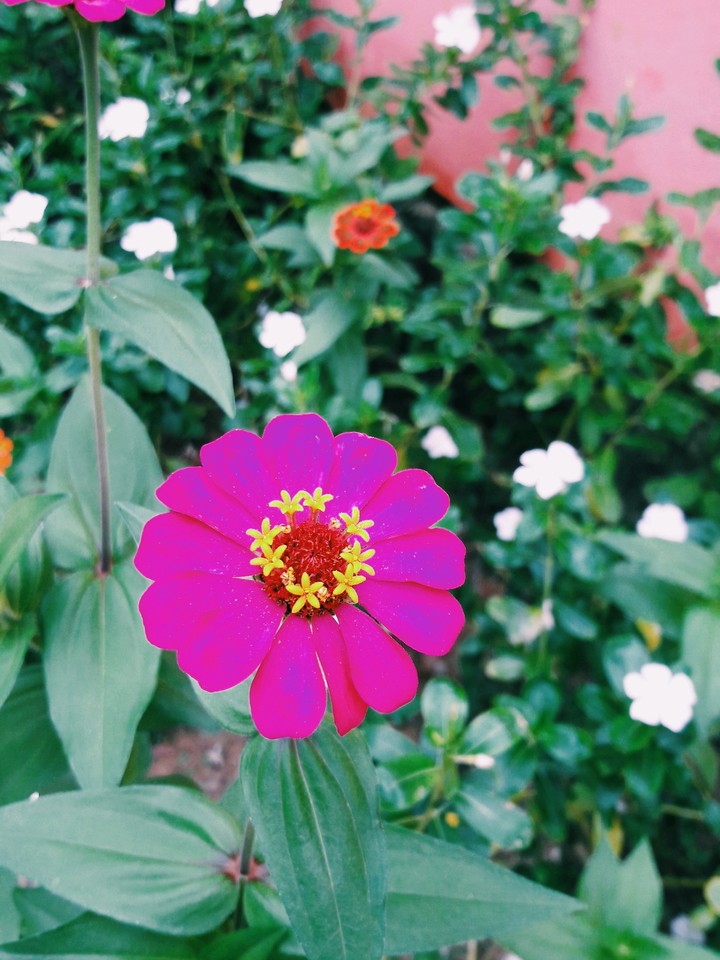 rosed flower and garden