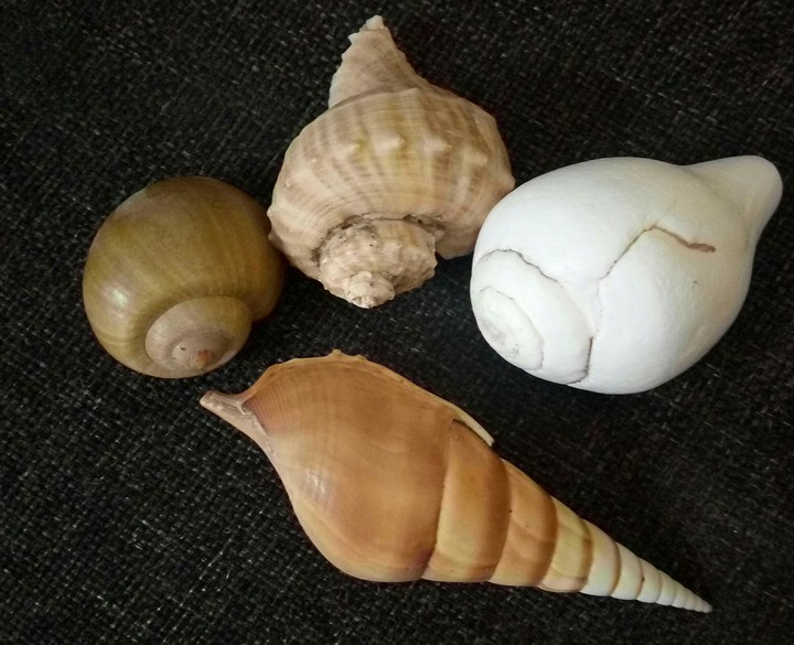 sea shells