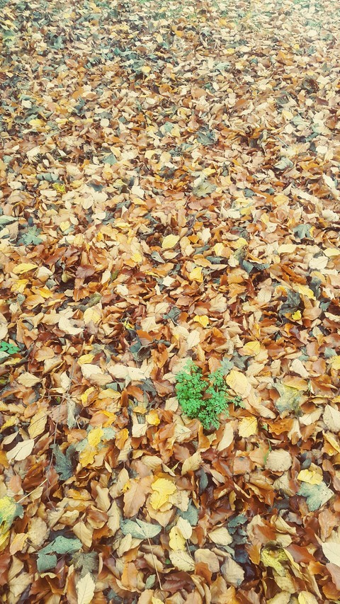 Autumn leaves
