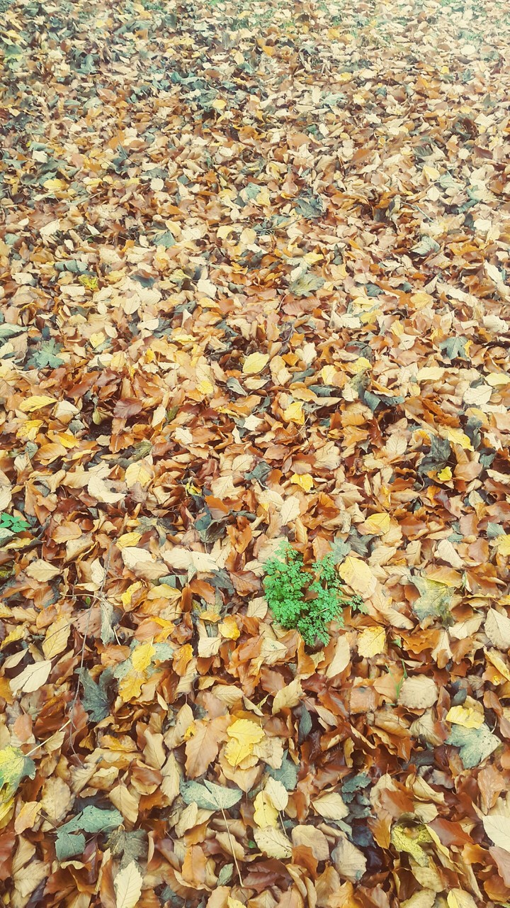 Autumn leaves