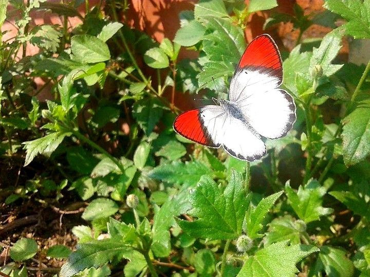 natural butterfly