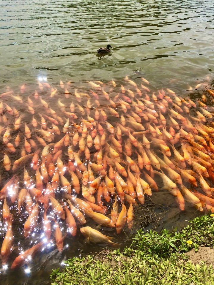 Koi