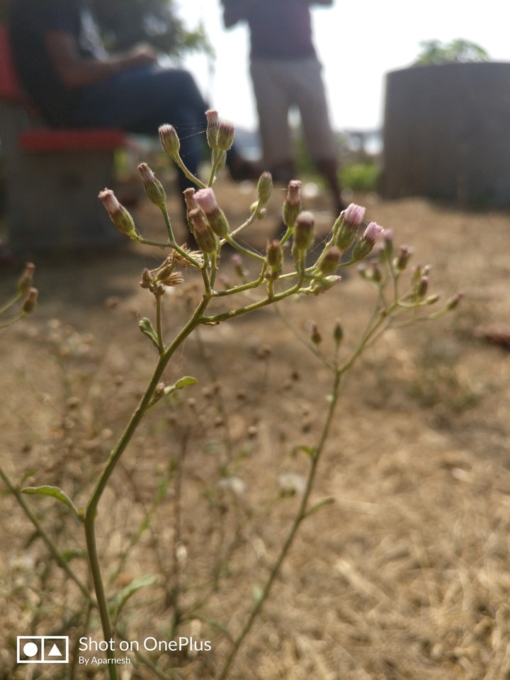 Flower of the Sea