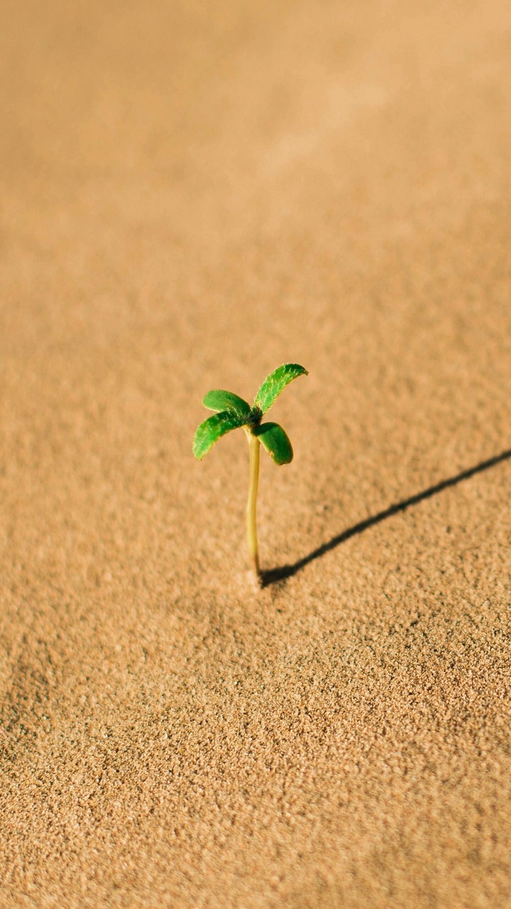 little plant's shadow