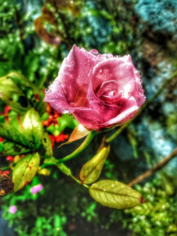 rose