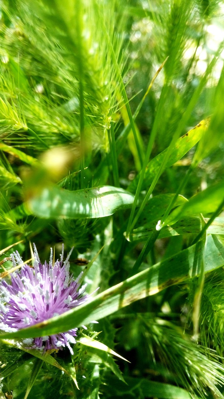 grass