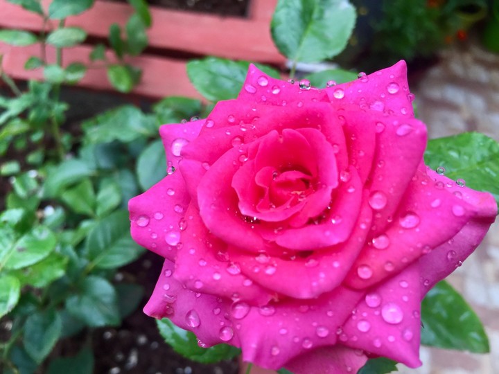Rose and droplets