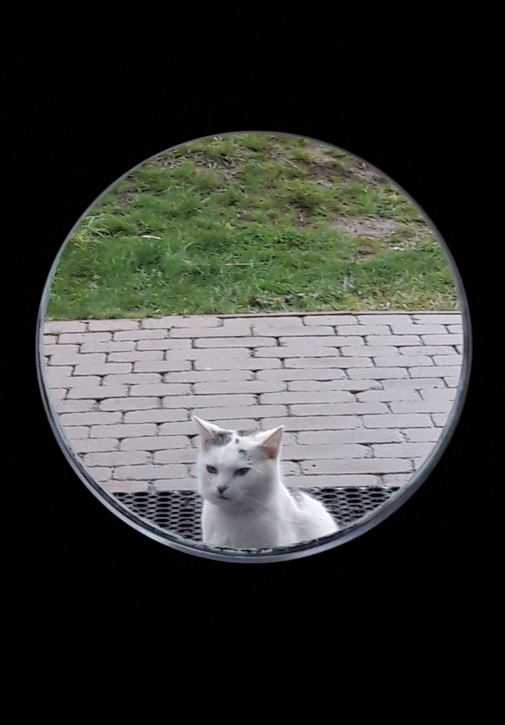 Cat behind the windiw