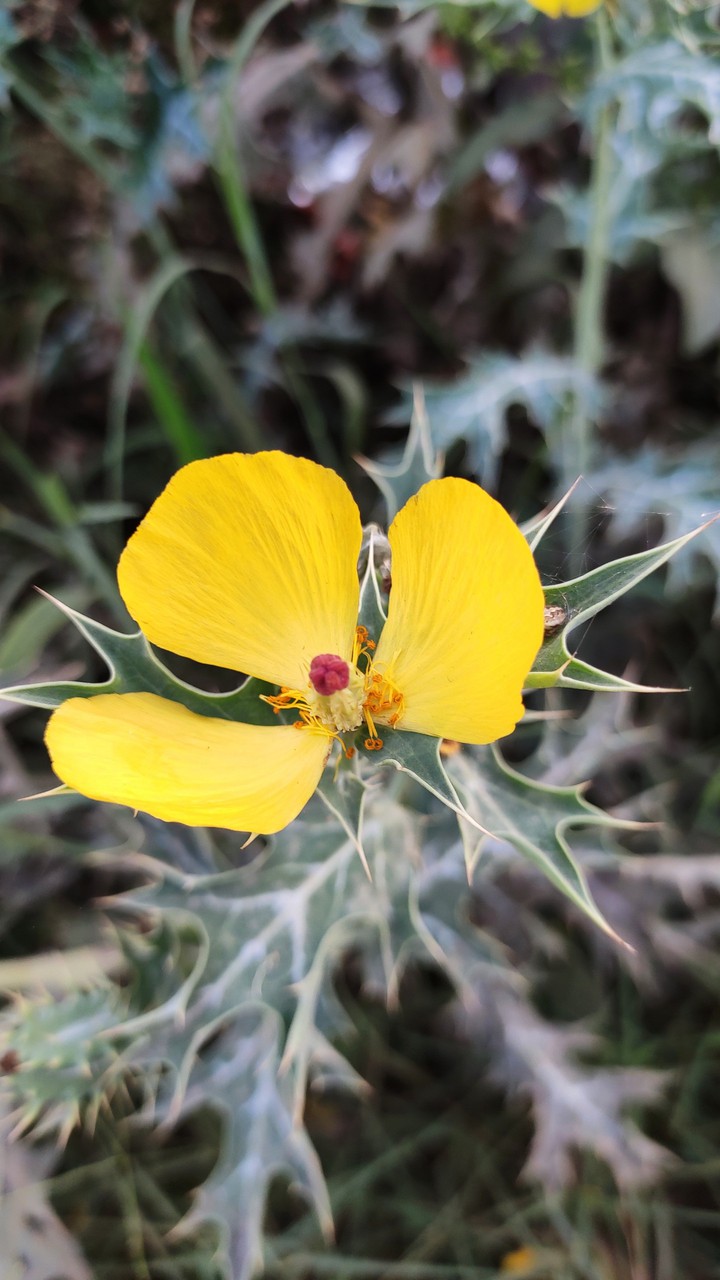 ????Flower