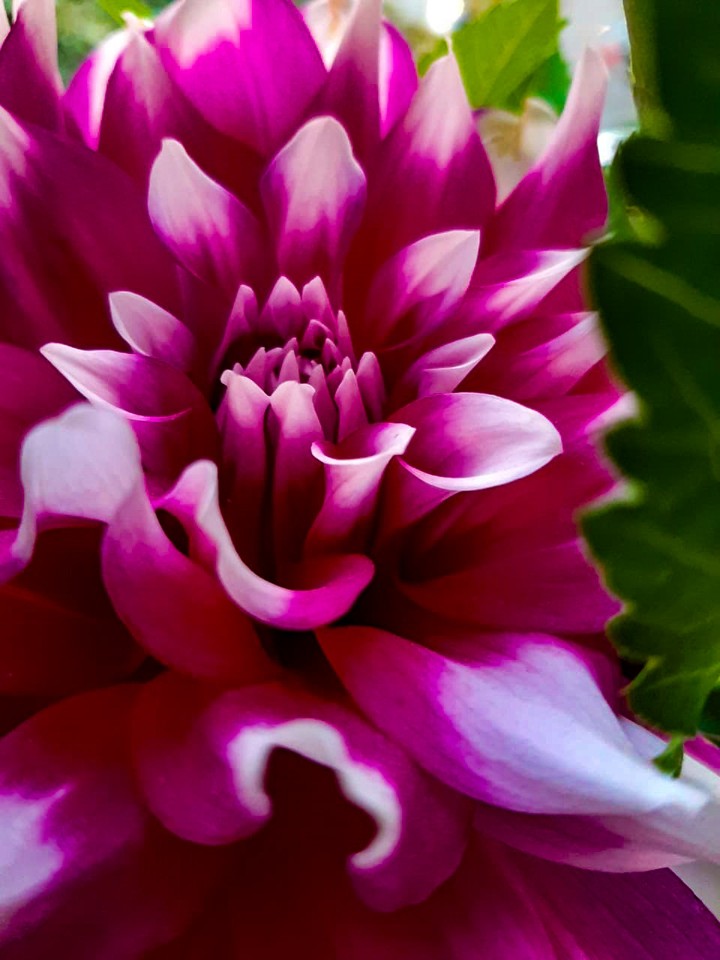 Dahlia