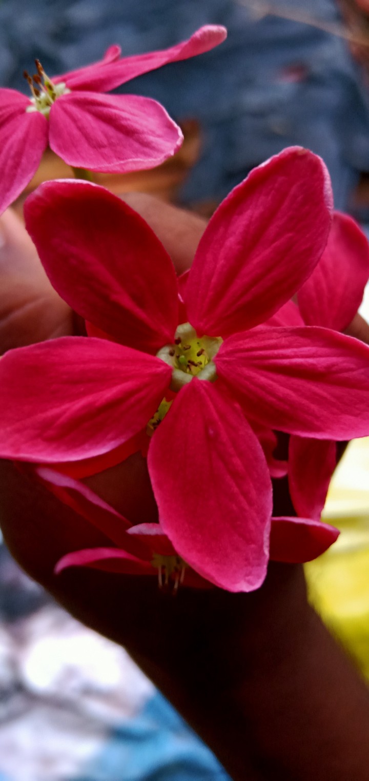 red lover