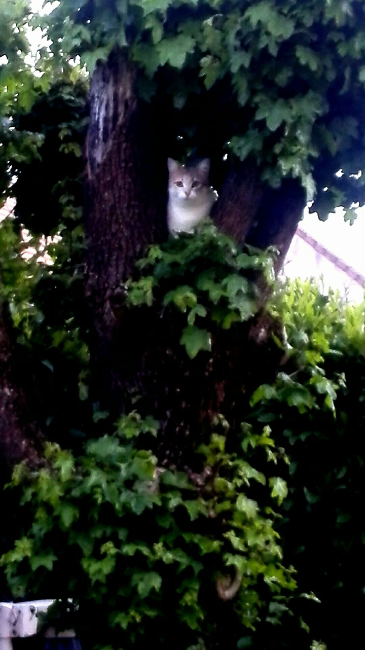 You cat see me?