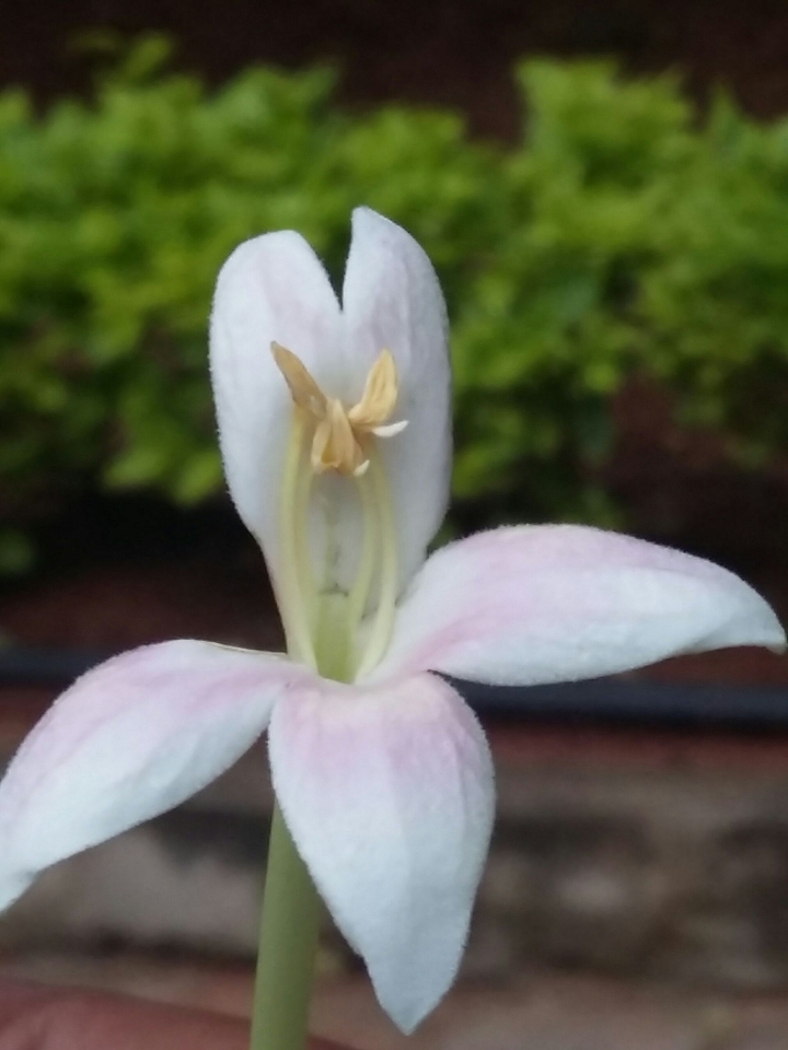 beautiful flower