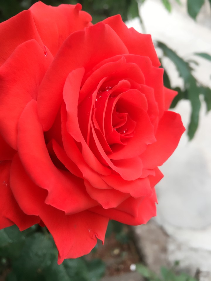 rose