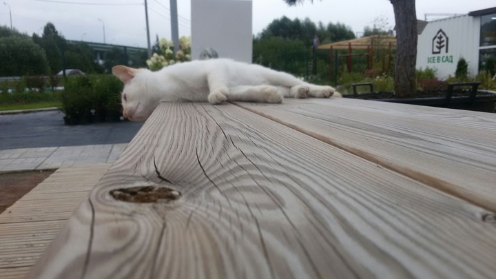 cat