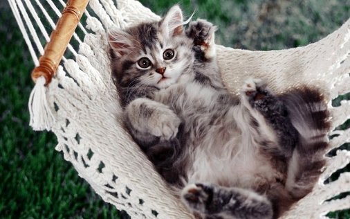 kitty