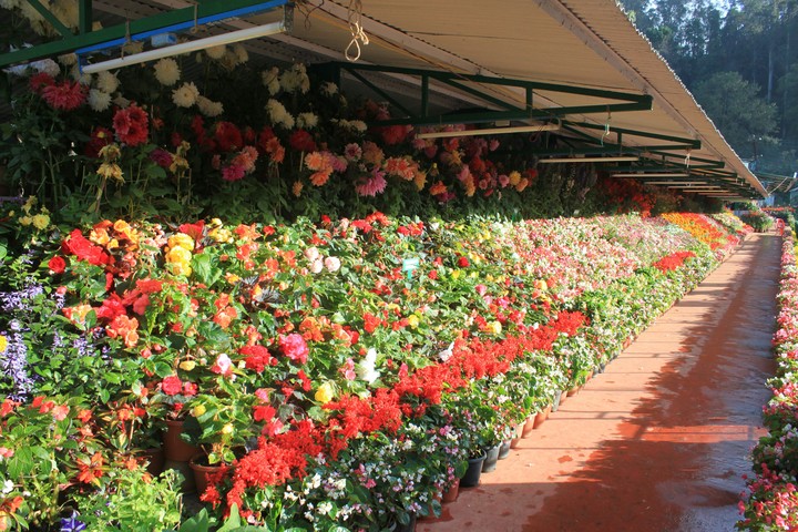 happy flower's