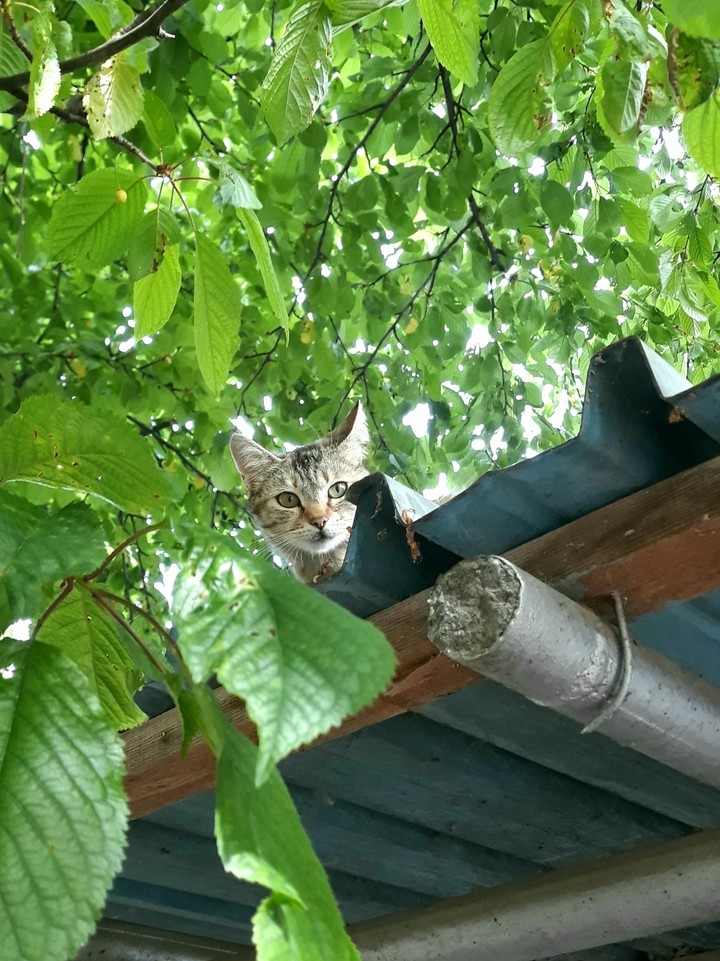 cute cat