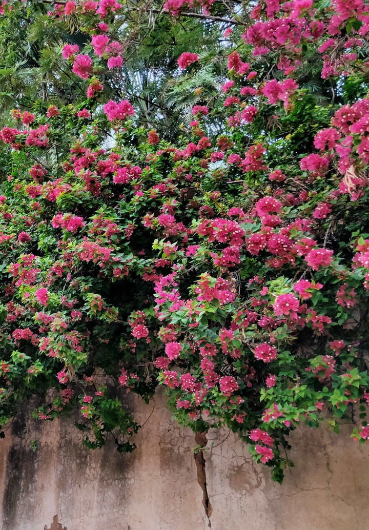 Flowers ?