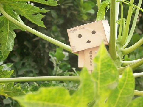 Danbo