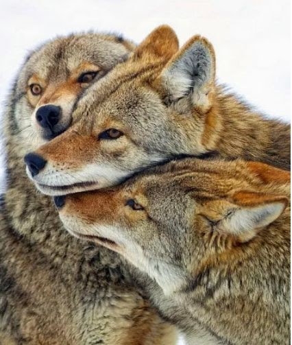 aile