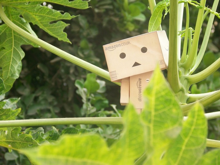 Danbo