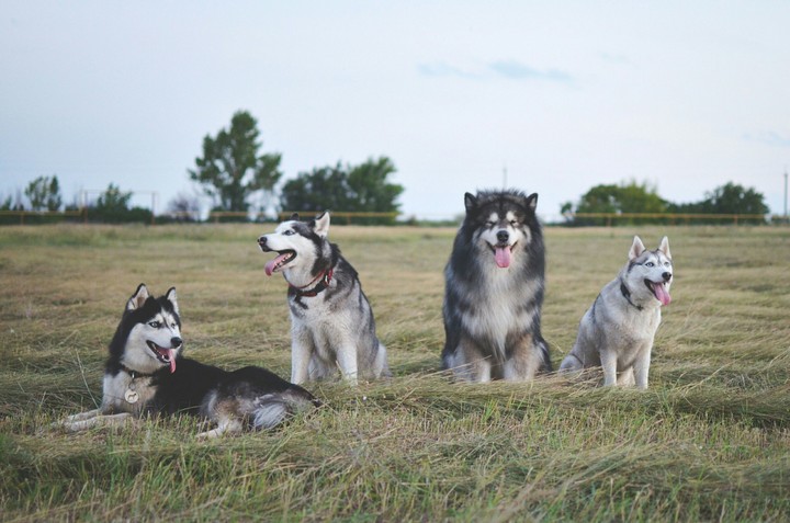 dogs