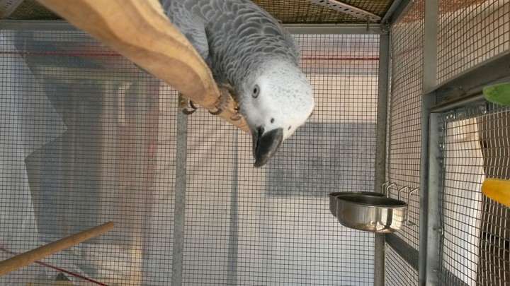 brilla