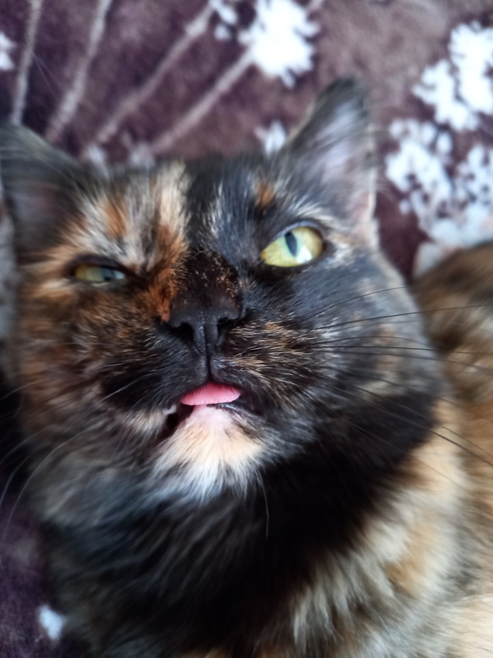 Кошка