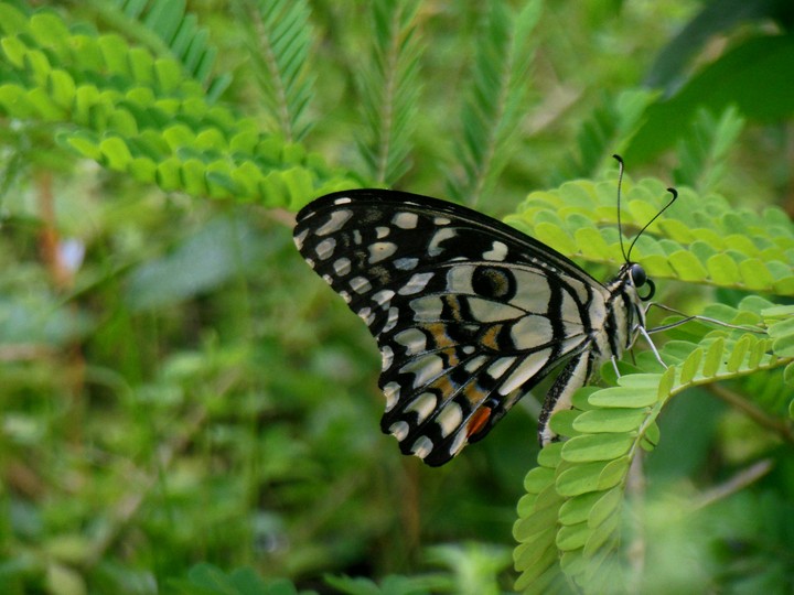 Beautiful Butterfly