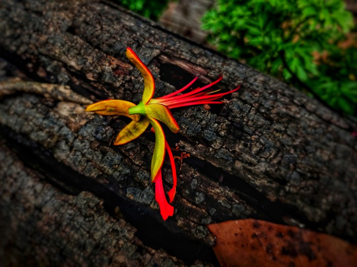 beautiful natural