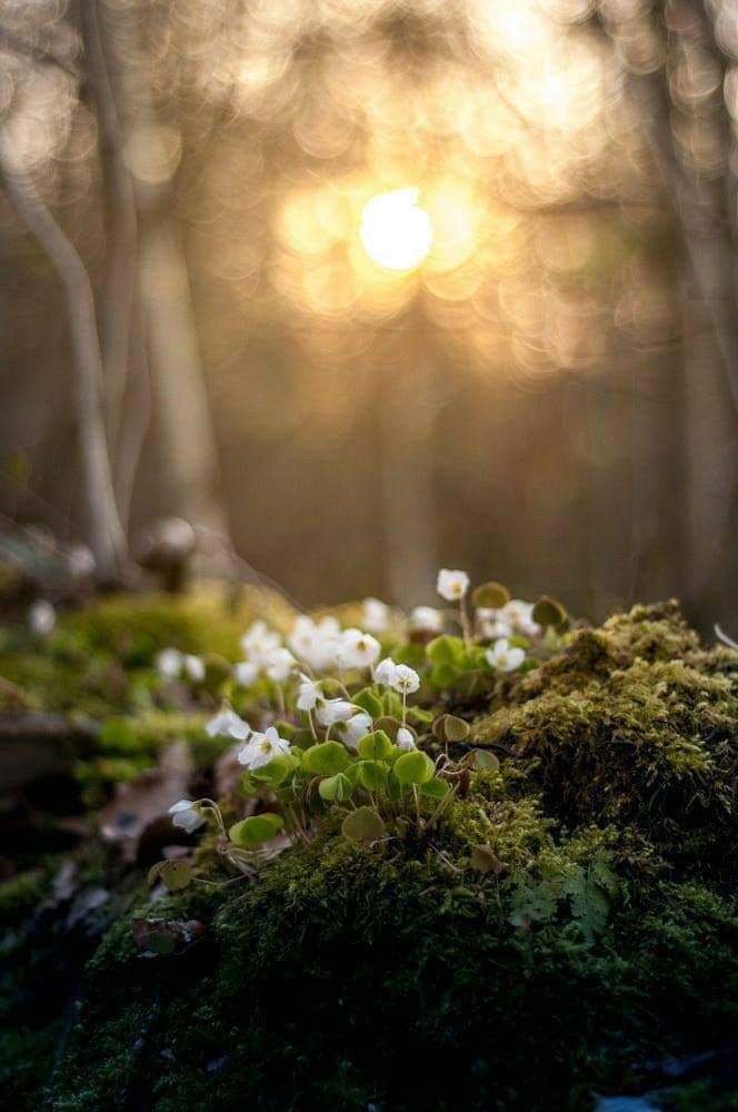 spring